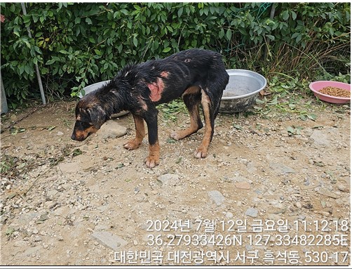 믹스견 이미지 파일 입니다.